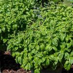 Aromatiques - Basilic Grand Vert - face recto